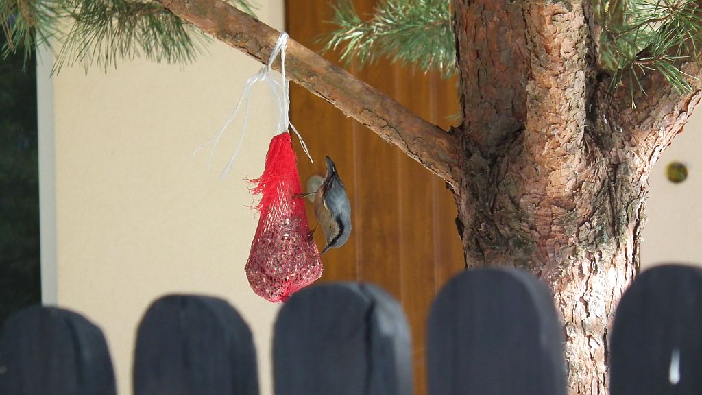 Kowalik, kowalik zwyczajny, bargiel (Sitta europaea)