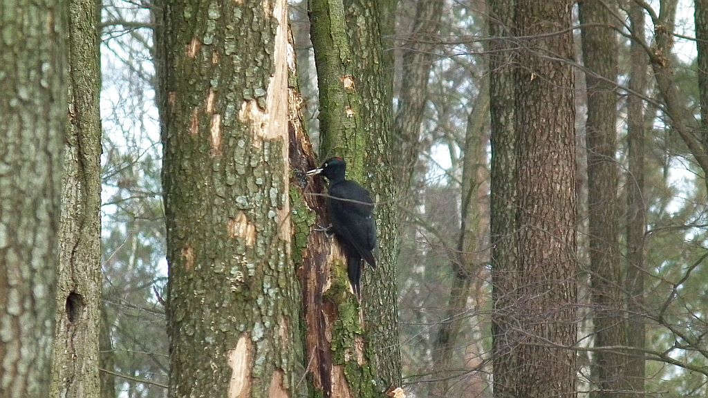Dzięcioł czarny (Dryocopus martius)