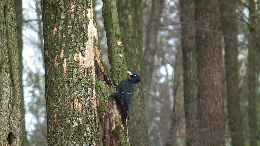 Dzięcioł czarny (Dryocopus martius)