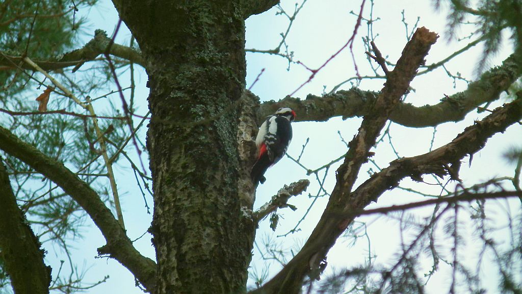 Dzięcioł duży (Dendrocopos major)