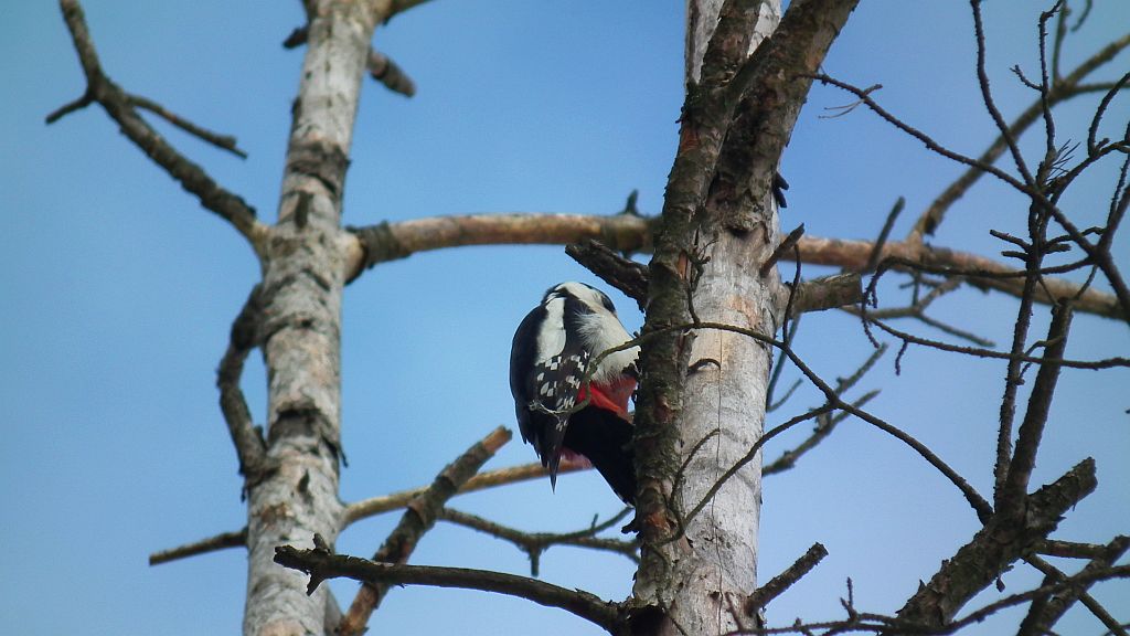 Dzięcioł duży (Dendrocopos major)