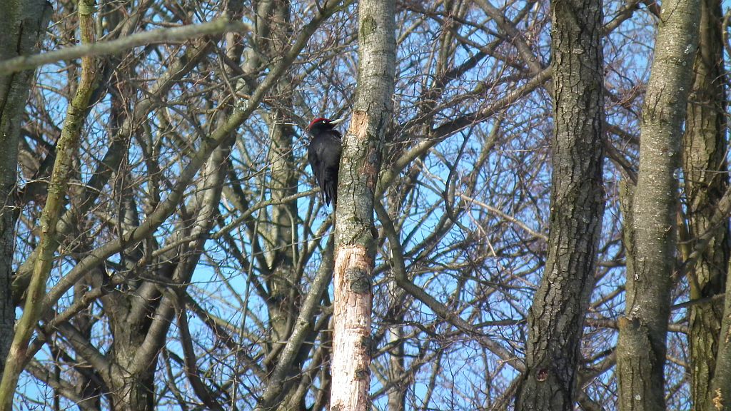 Dzięcioł czarny (Dryocopus martius)