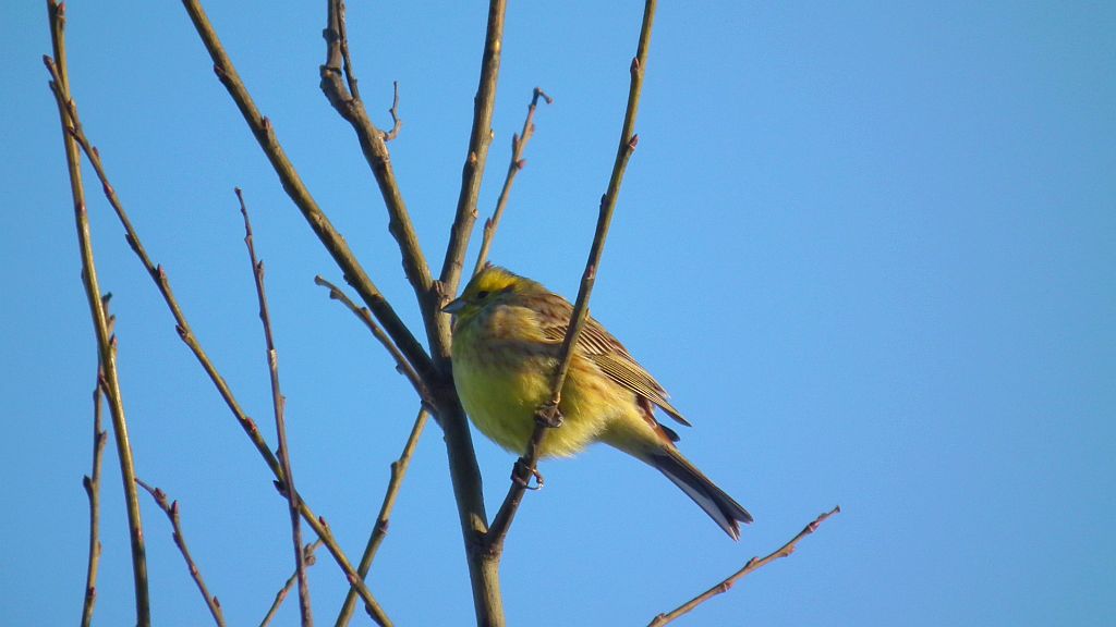 Trznadel zwyczajny, trznadel, trznadel żółtobrzuch (Emberiza citrinella)