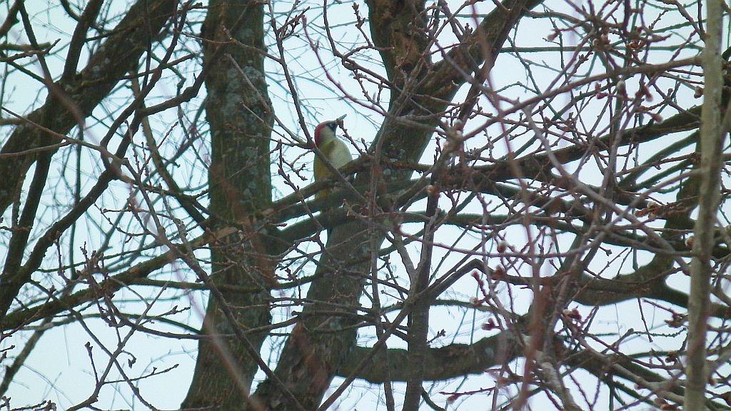 Dzięcioł zielony (Picus viridis)