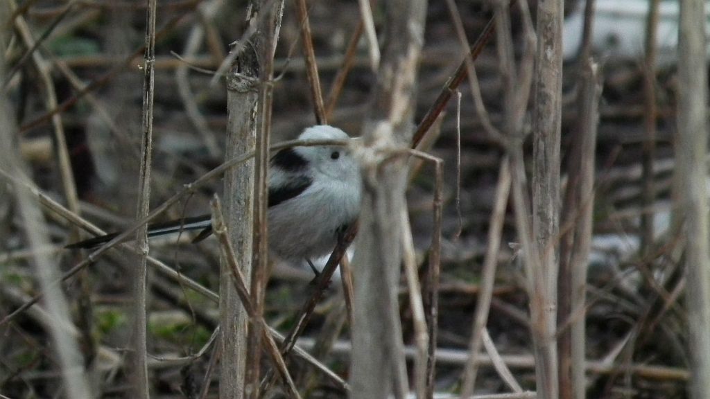 Raniuszek, raniuszek zwyczajny (Aegithalos caudatus)