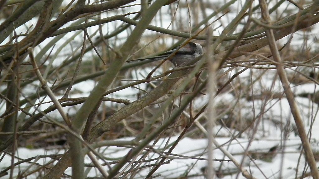 Raniuszek, raniuszek zwyczajny (Aegithalos caudatus)