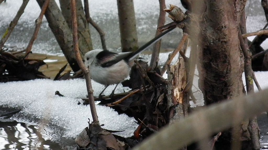 Raniuszek, raniuszek zwyczajny (Aegithalos caudatus)