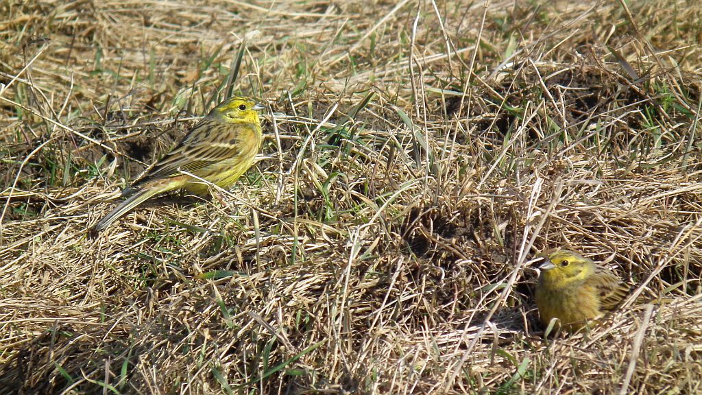Trznadel zwyczajny, trznadel, trznadel żółtobrzuch (Emberiza citrinella)