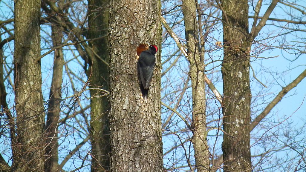 Dzięcioł czarny (Dryocopus martius)
