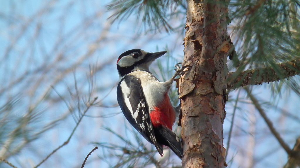 Dzięcioł duży (Dendrocopos major)