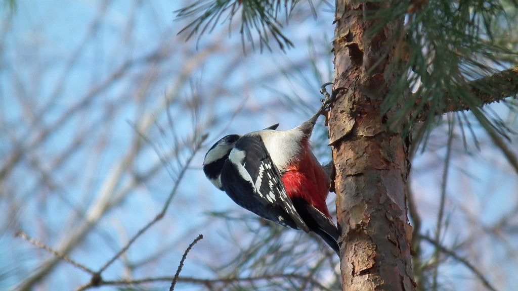 Dzięcioł duży (Dendrocopos major)