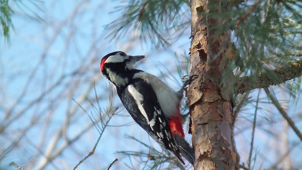 Dzięcioł duży (Dendrocopos major)