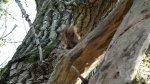 Wiewiórka pospolita, wiewiórka ruda (Sciurus vulgaris)