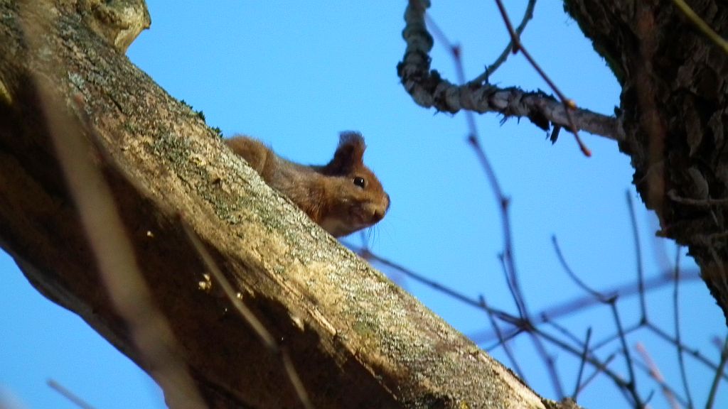 Wiewiórka pospolita, wiewiórka ruda (Sciurus vulgaris)