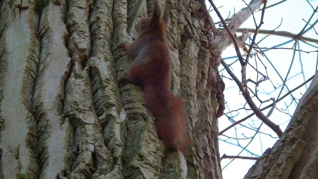 Wiewiórka pospolita, wiewiórka ruda (Sciurus vulgaris)