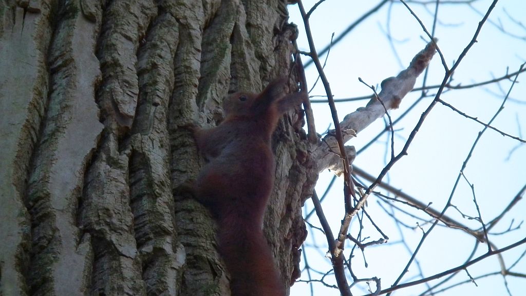 Wiewiórka pospolita, wiewiórka ruda (Sciurus vulgaris)