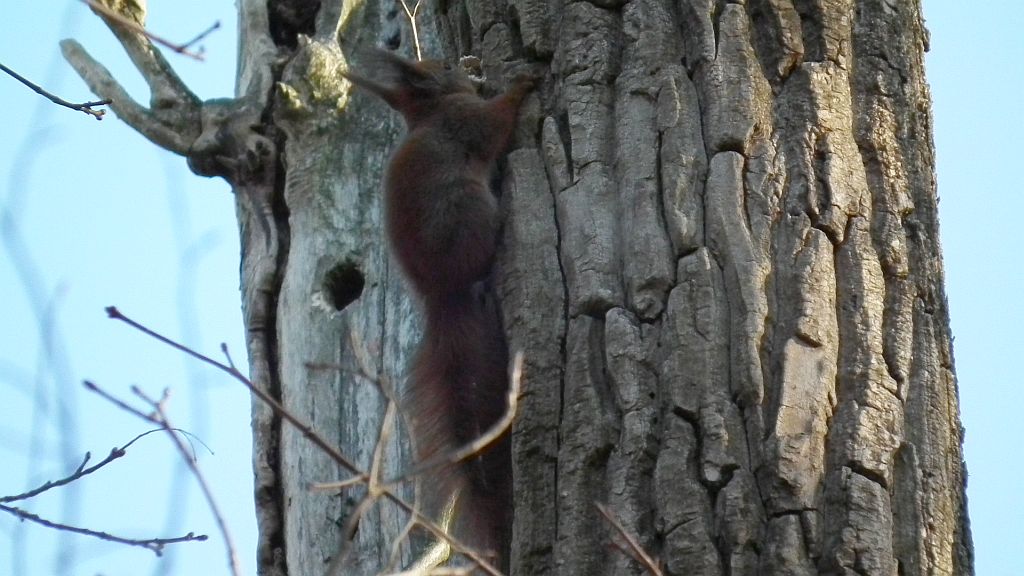 Wiewiórka pospolita, wiewiórka ruda (Sciurus vulgaris)