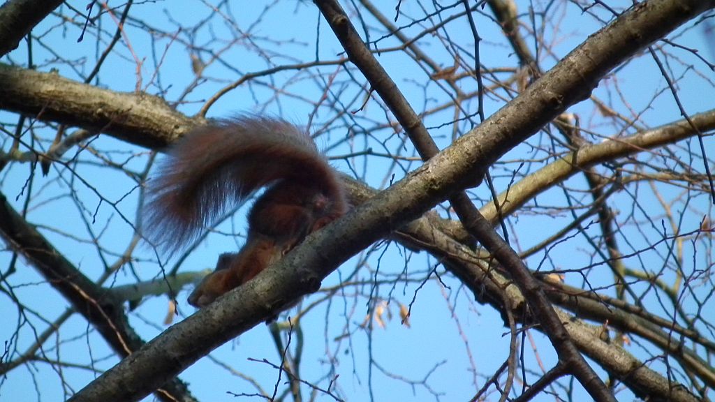 Wiewiórka pospolita, wiewiórka ruda (Sciurus vulgaris)