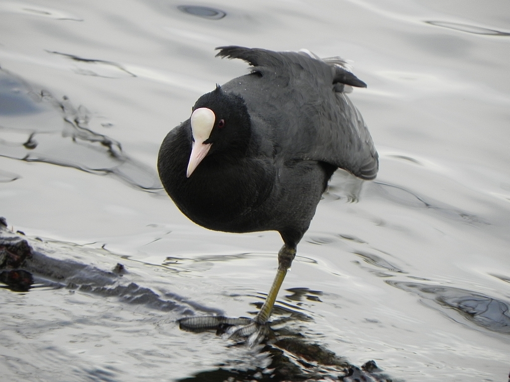 Łyska (Fulica atra)