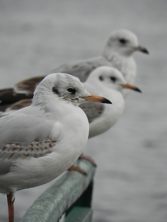 Mewa śmieszka, śmieszka (Chroicocephalus ridibundus)