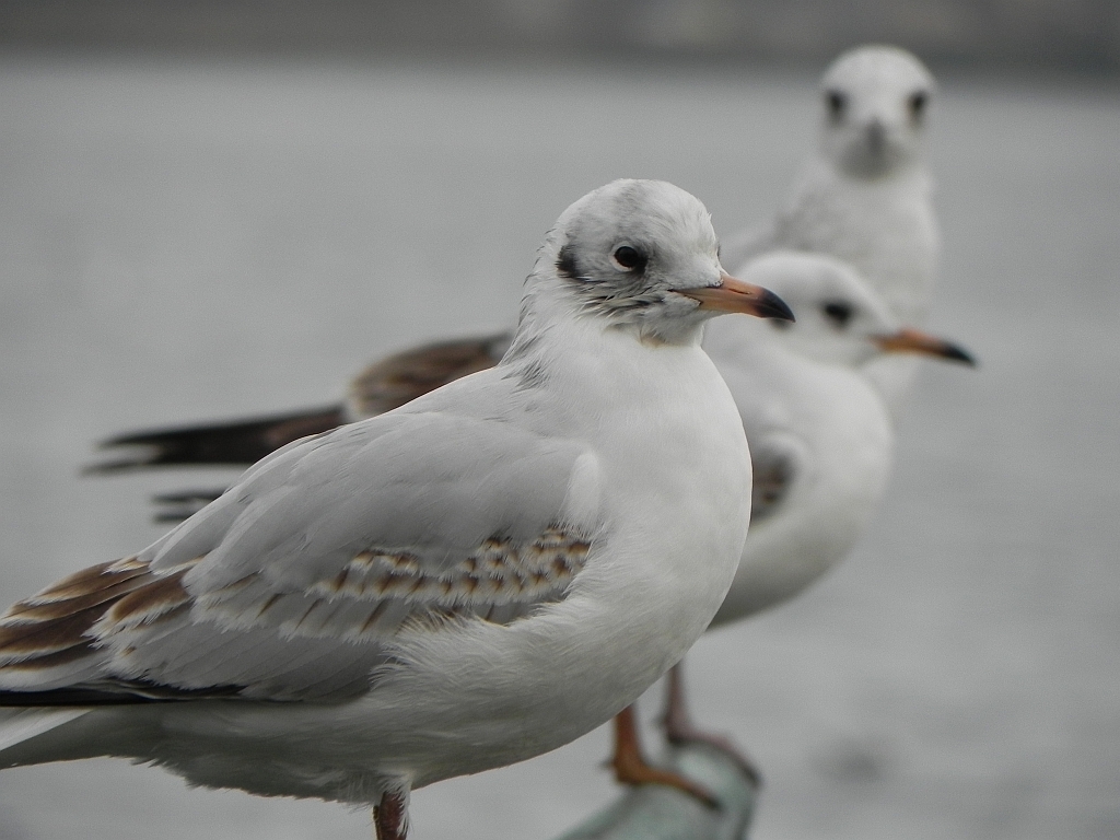 Mewa śmieszka, śmieszka (Chroicocephalus ridibundus)