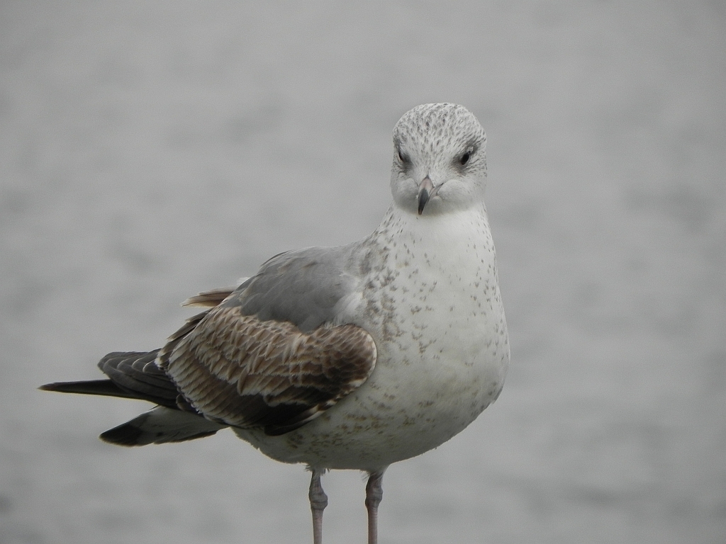 Mewa śmieszka, śmieszka (Chroicocephalus ridibundus)