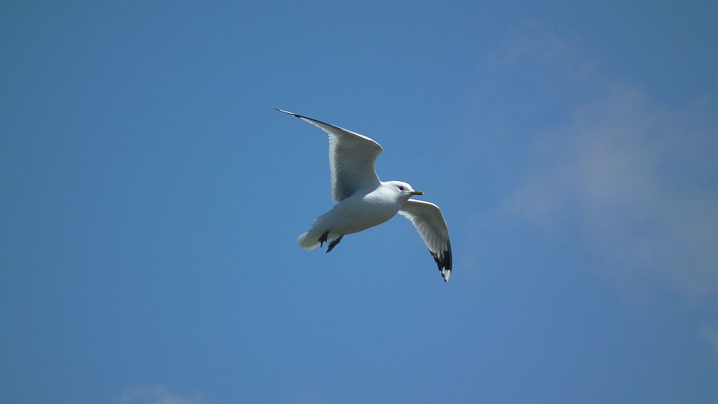 Mewa siwa, mewa pospolita (Larus canus)