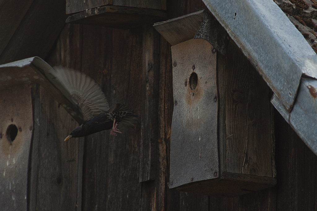 Szpak (Sturnus vulgaris)
