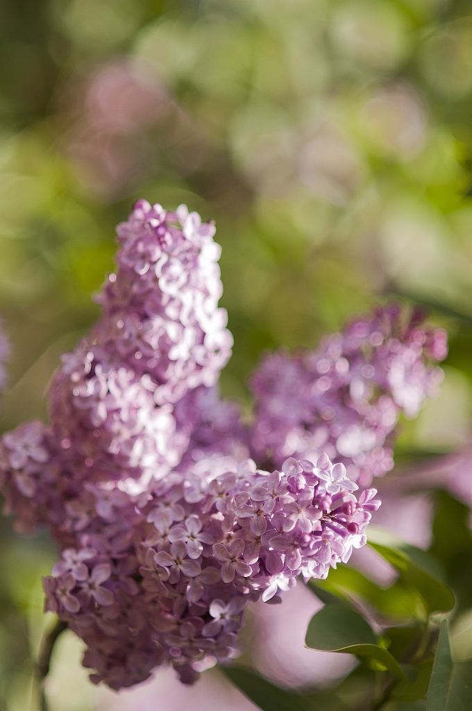 Lilak (Syringa L.)