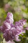 Lilak (Syringa L.)