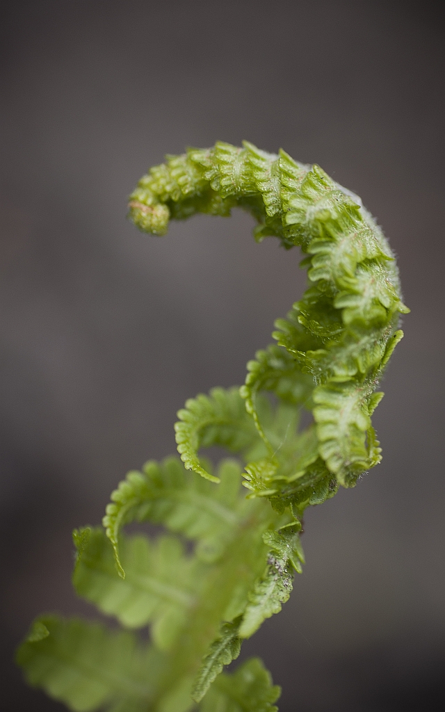 Pióropusznik strusi (Matteuccia struthiopteris)