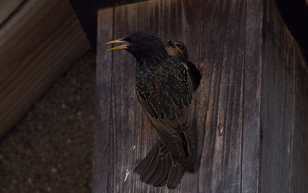 Szpak (Sturnus vulgaris)