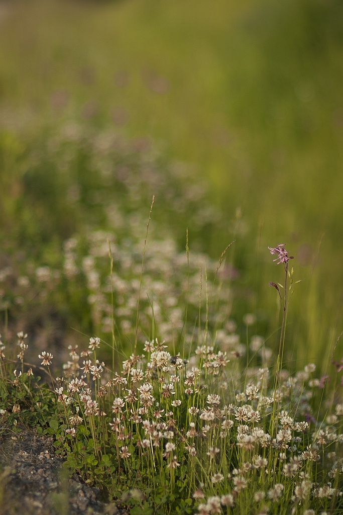 Koniczyna biała, koniczyna rozesłana (Trifolium repens)