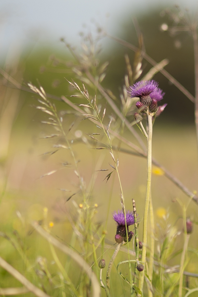 Ostrożeń polny (Cirsium arvense)