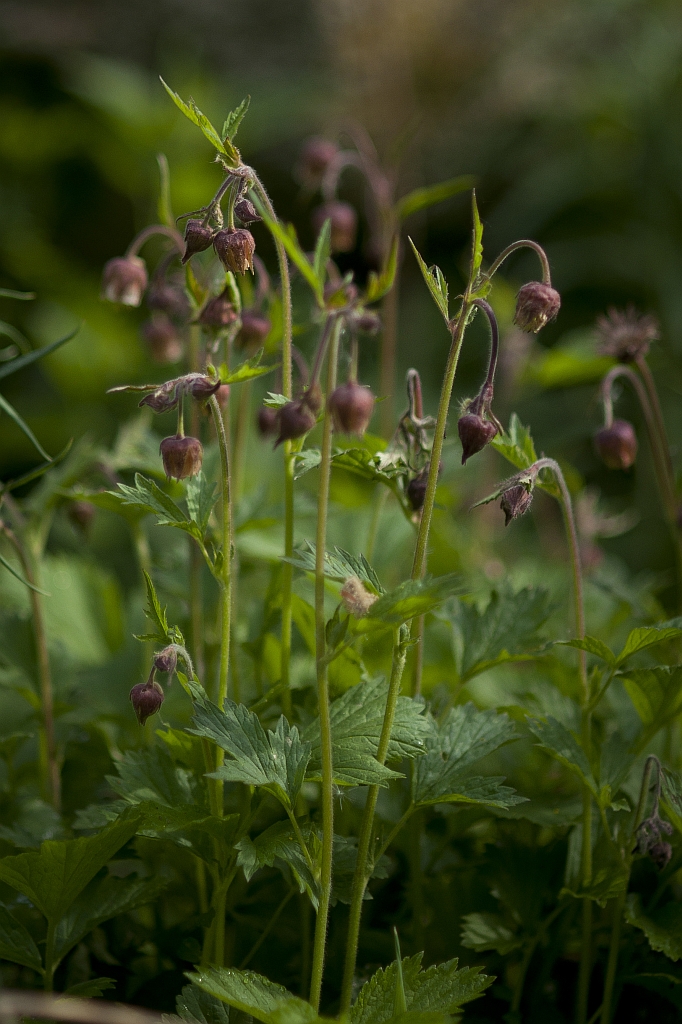 Kuklik zwisły (Geum rivale)