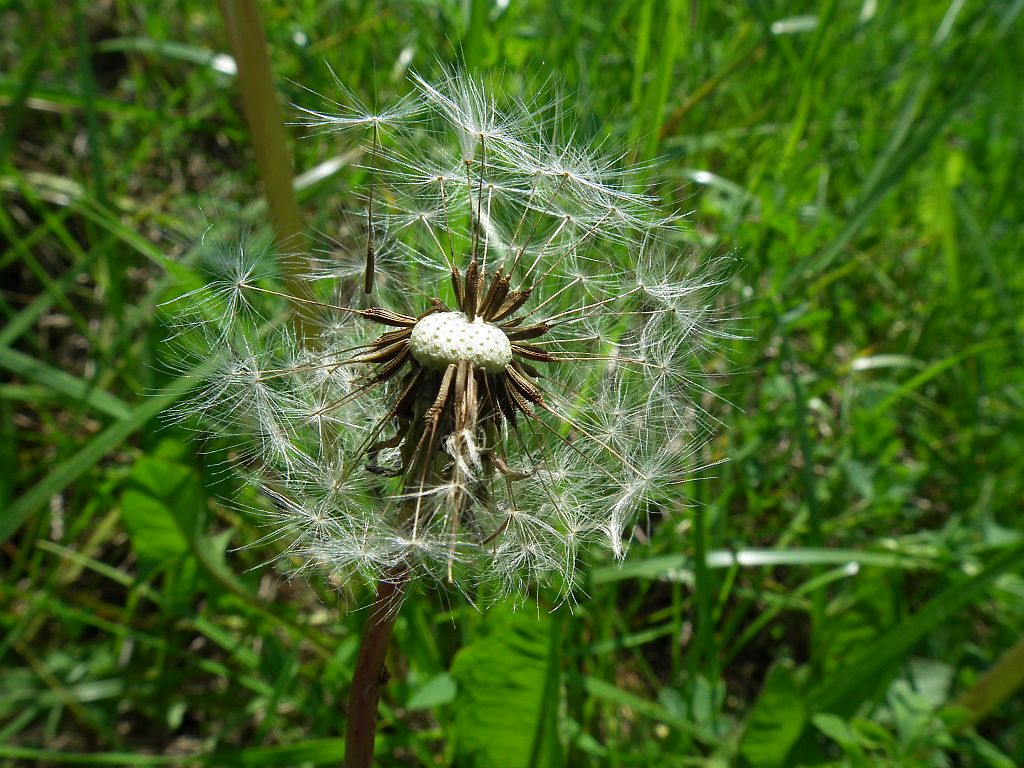 Mniszek lekarski syn. mniszek pospolity, (Taraxacum officinale F. H. Wigg.)