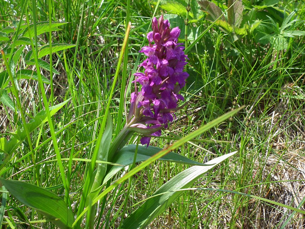 Storczyk stoplamek/ Kukułka (Dactylorhiza sp.)