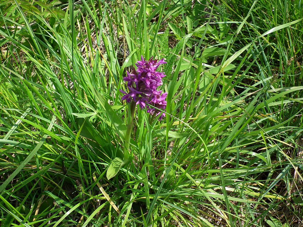 Storczyk stoplamek/Kukułka (Dactylorhiza sp.)