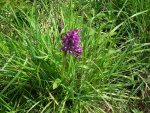 Storczyk stoplamek/Kukułka (Dactylorhiza sp.)