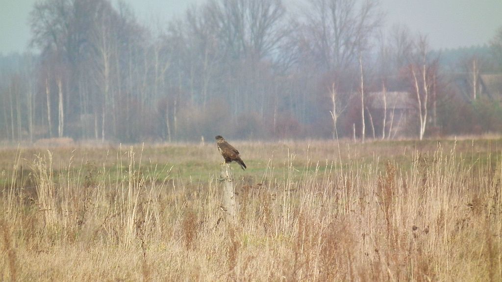 Myszołów, myszołów zwyczajny (Buteo buteo)