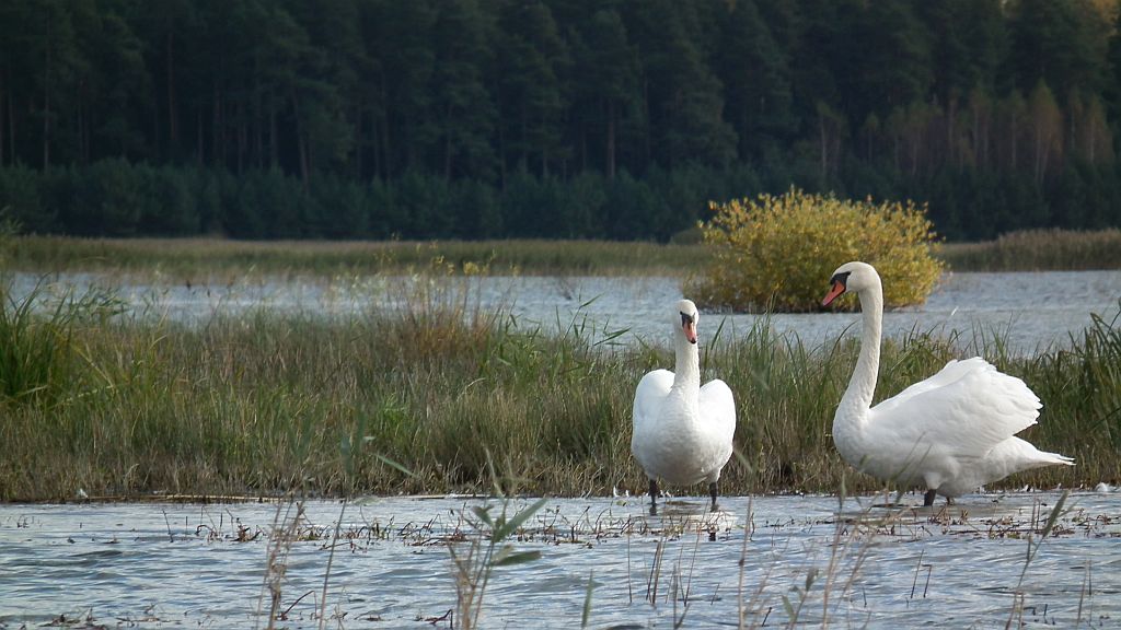 Łabędź niemy (Cygnus olor)