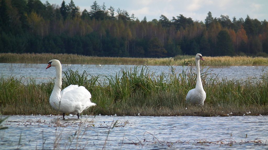 Łabędź niemy (Cygnus olor)
