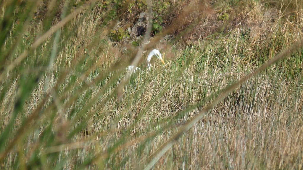 Czapla biała (Ardea alba)