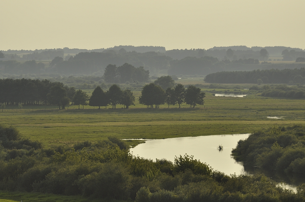 Narew