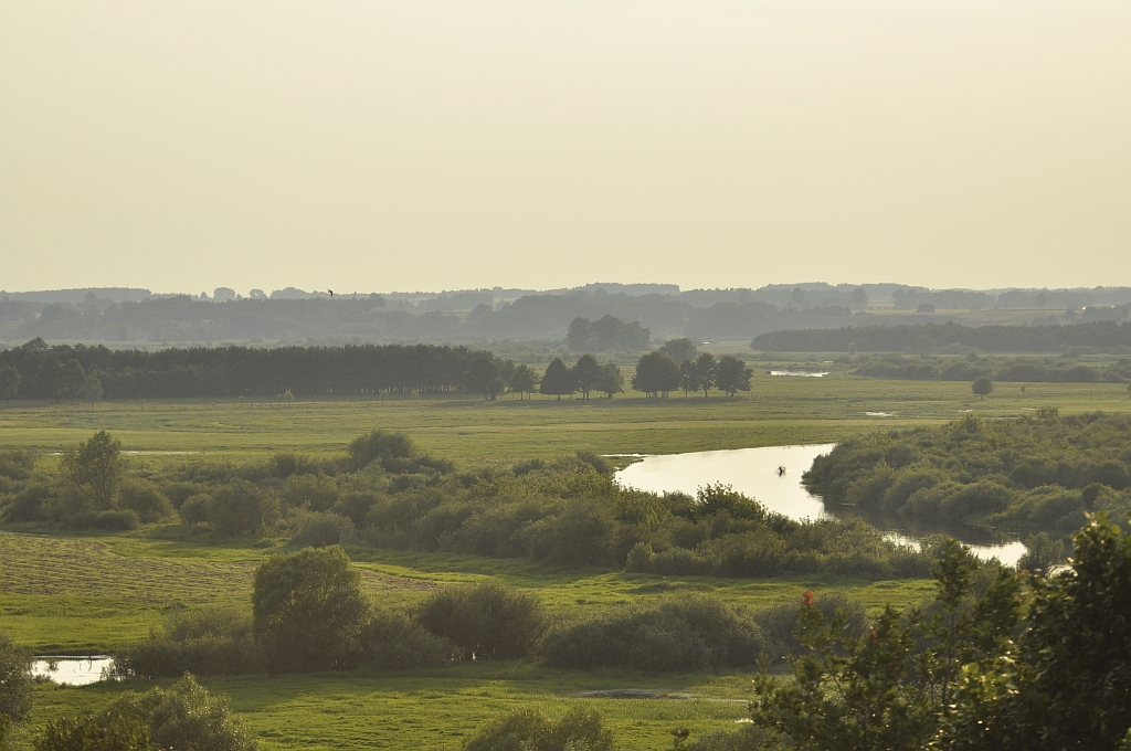 Narew