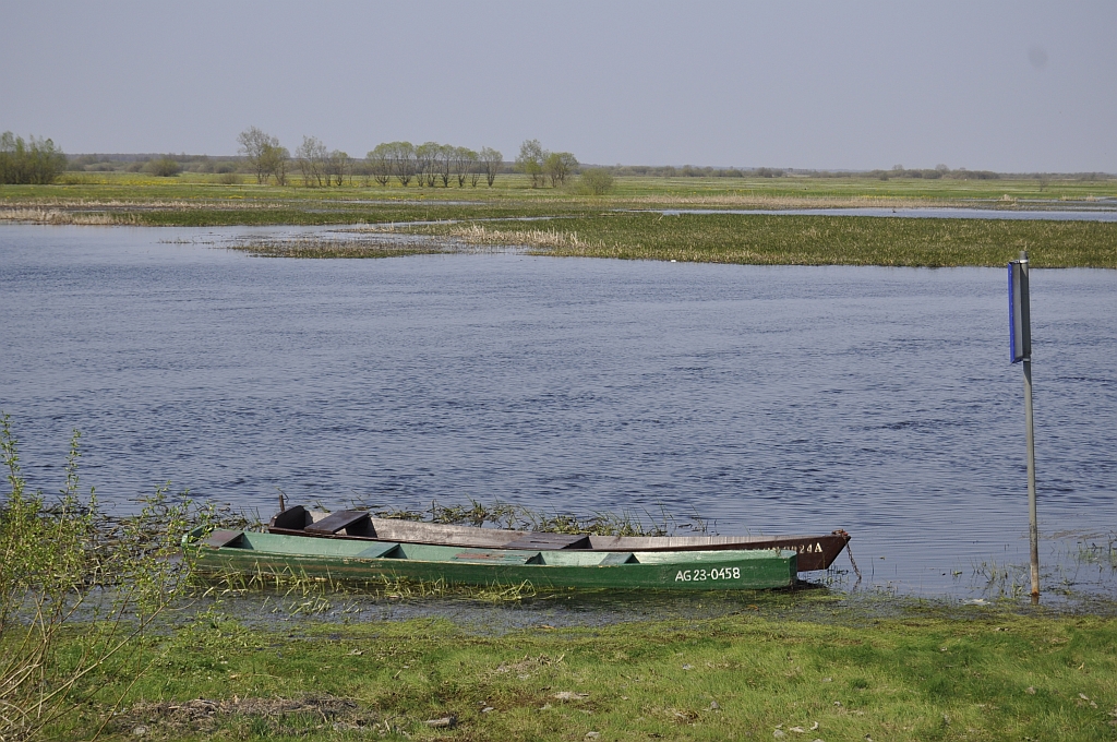 Narew