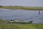 Narew