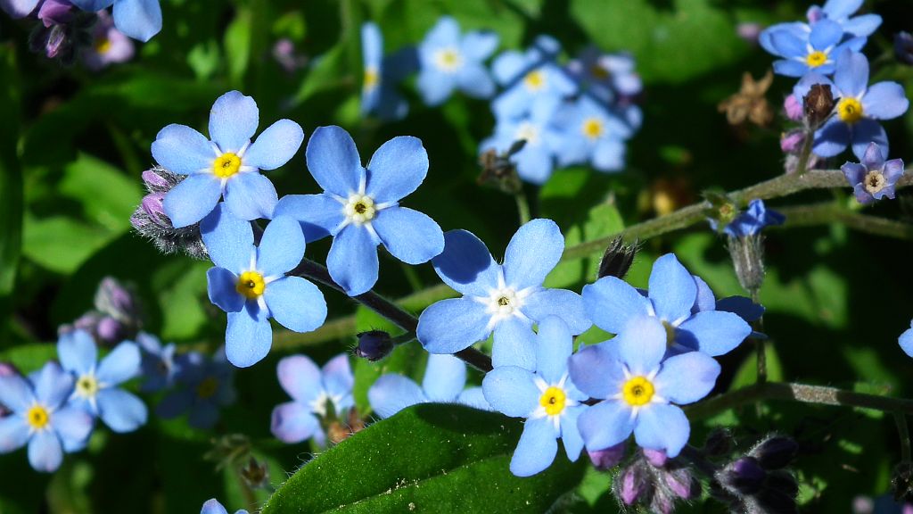 Niezapominajka (Myosotis L.)
