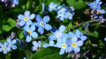 Niezapominajka (Myosotis L.)