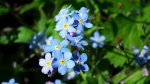 Niezapominajka (Myosotis L.)